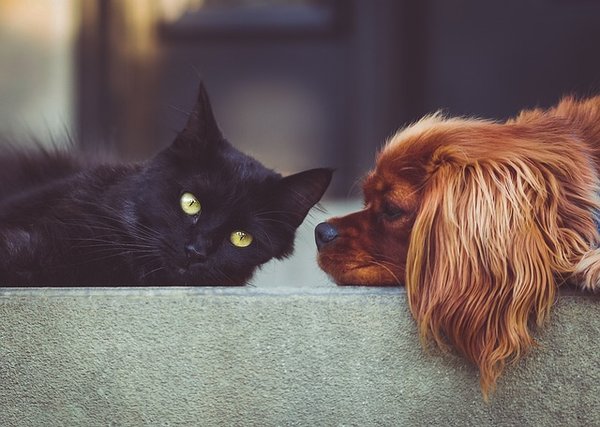 Services de chez dog and kat : bien-être et soins pour vos animaux